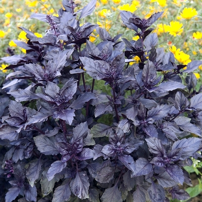 Piros bazsalikom Ocimum basilicum 'Chianti'