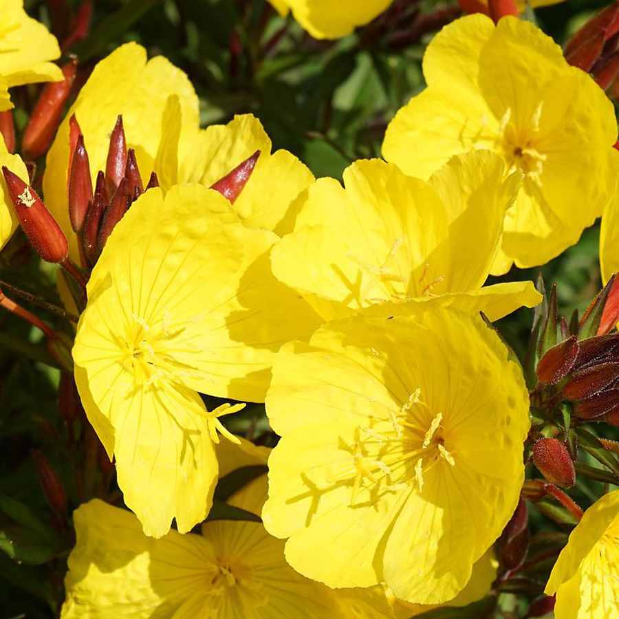 Oenothera fremontii 'Sonnenwerde' Ligetszépe
