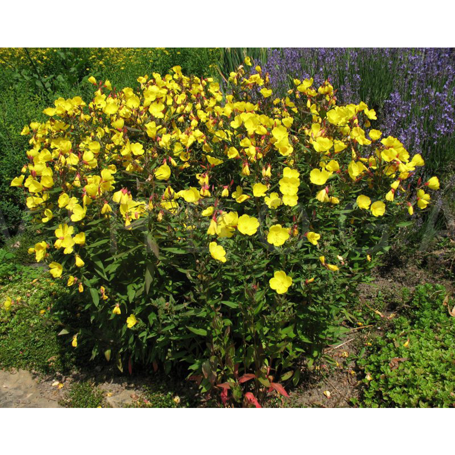 Ligetszépe Oenothera fremontii 'Sonnenwerde'