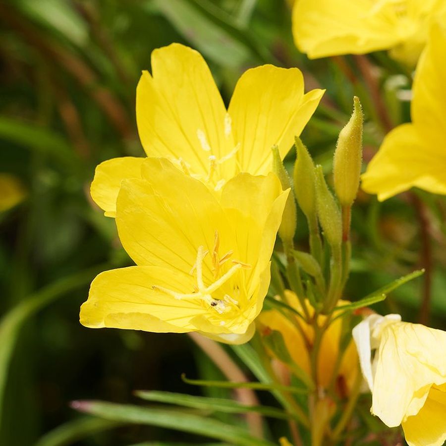 Oenothera&nbsp;fruticosa&nbsp;'African Sun' Ligetsz&eacute;pe
