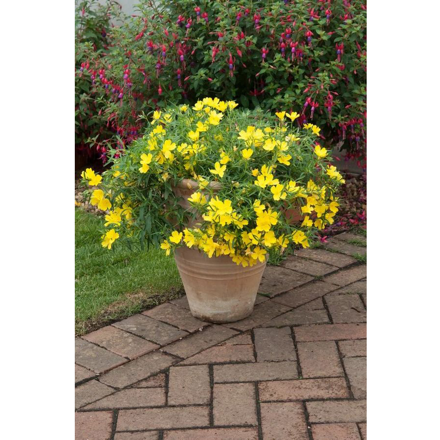 Ligetsz&eacute;pe Oenothera&nbsp;fruticosa&nbsp;'African Sun'