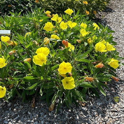 Oenothera macrocarpa Ligetszépe