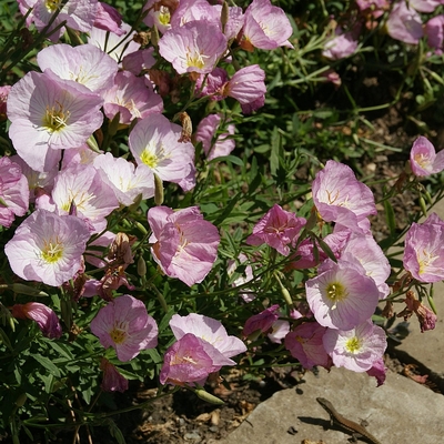 Oenothera speciosa 'Siskiyou' Ligetszépe