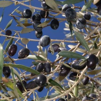 Olea europaea 'Cipressino' Olajfa