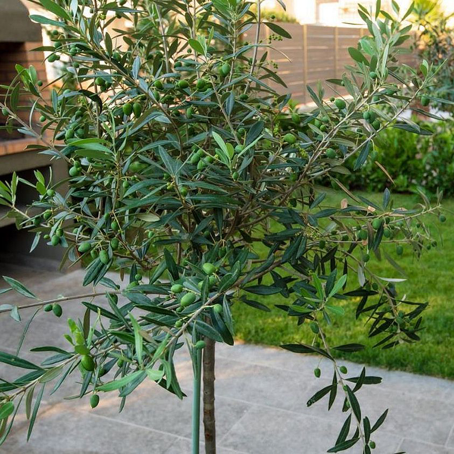 Olea europaea 'Frangivento' Olajfa