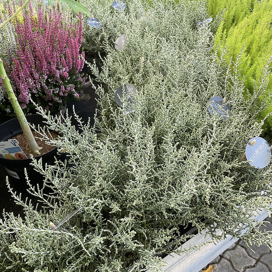 Ole&aacute;ria Olearia lepidophylla