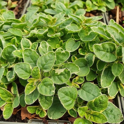 Oregánó tarka levelű Origanum vulgare 'Variegata'