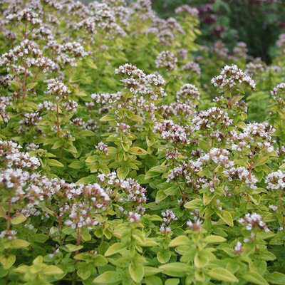 Origanum vulgare 'Goldtaler' Arany oregánó