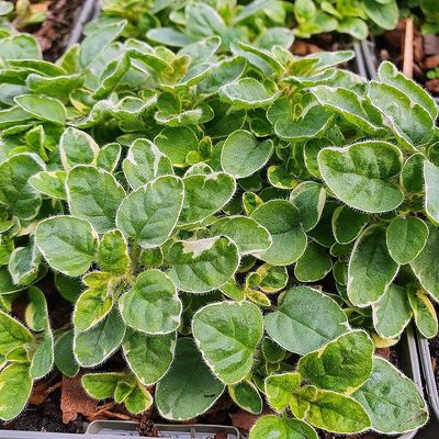 Origanum vulgare 'Variegata' Oregánó tarka levelű