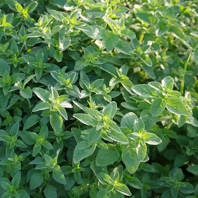 Origanum vulgare Oregánó