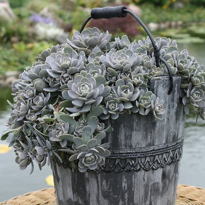 Orostachys furusei Mongol kövirózsa
