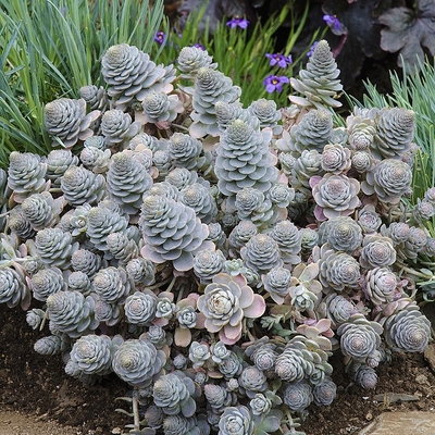 Orostachys iwarenge 'Chinese Hat' Mongol kövirózsa