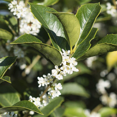 Osmanthus aquifolium Illatosfa