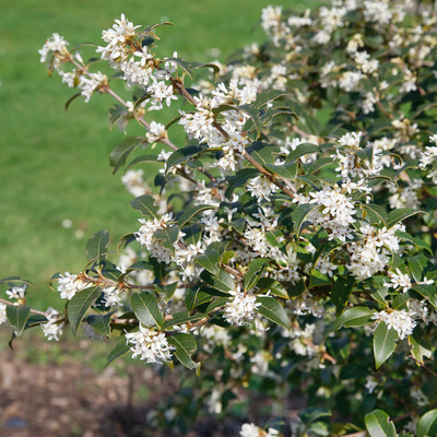 Osmanthus burkwoodii Illatosfa