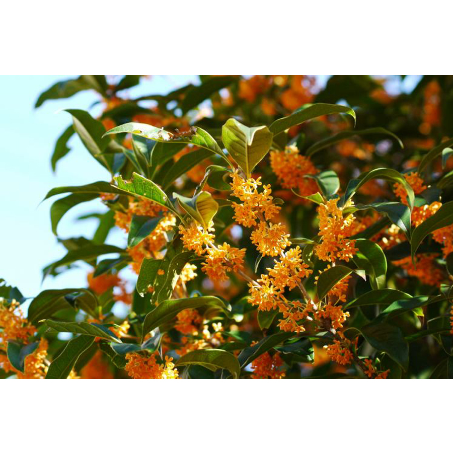 Osmanthus fragrans 'Rubra' B&oacute;d&iacute;t&oacute; illatosfa