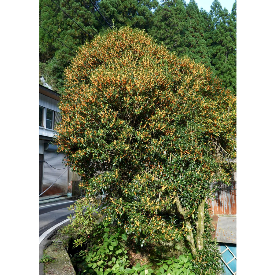 B&oacute;d&iacute;t&oacute; illatosfa Osmanthus fragrans 'Rubra'