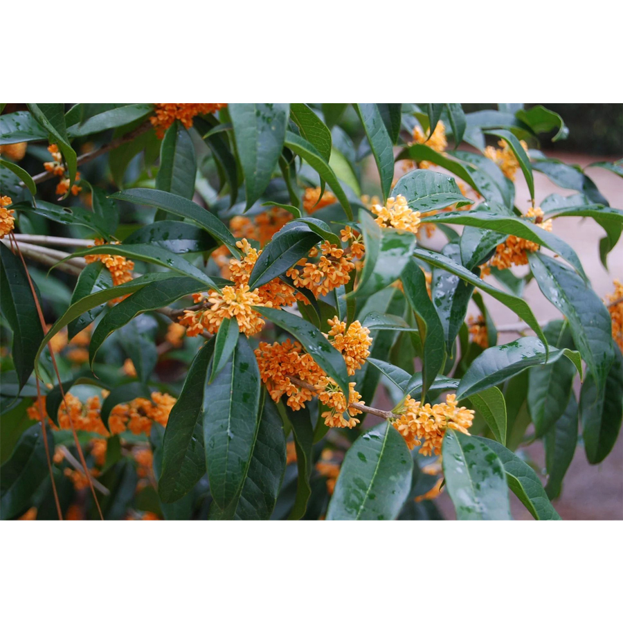 B&oacute;d&iacute;t&oacute; illatosfa Osmanthus fragrans 'Rubra'