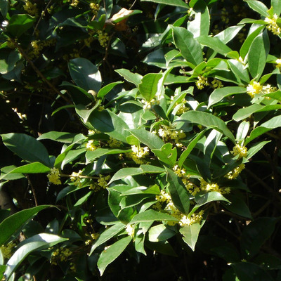 Osmanthus fragrans Illatosfa