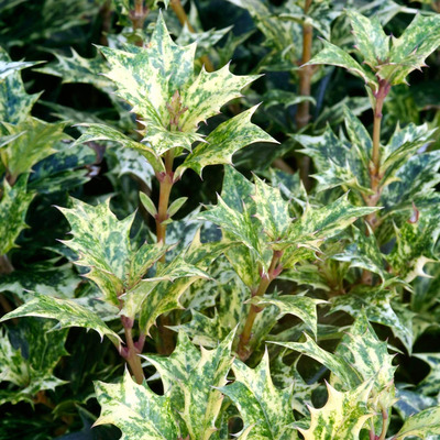 Osmanthus heterophyllus 'Goshiki' Tarka illatcserje