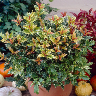 Osmanthus heterophyllus 'Tricolor' Tarka illatcserje