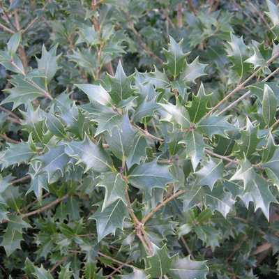 Osmanthus heterophyllus V&aacute;ltoz&eacute;konylevelű illatcserje