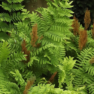 Osmunda regalis Kir&aacute;lyp&aacute;fr&aacute;ny