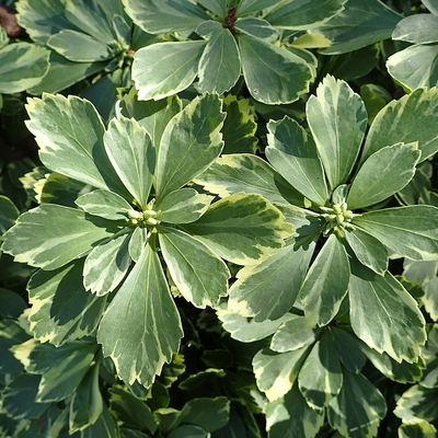 Pachysandra terminalis 'Variegata' Japán kövérke