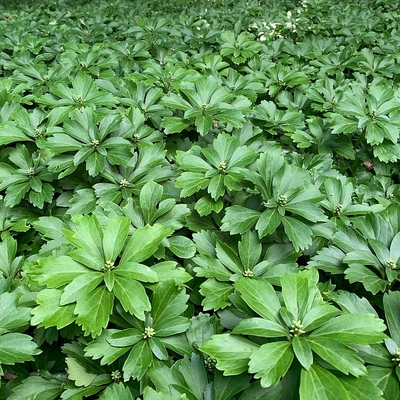 Japán kövérke Pachysandra terminalis