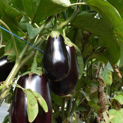 Solanum melongena 'Moneymaker' Padlizsán 'Moneymaker' Oltott