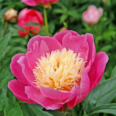 Lágyszárú bazsarózsa fajták Paeonia lactiflora mix