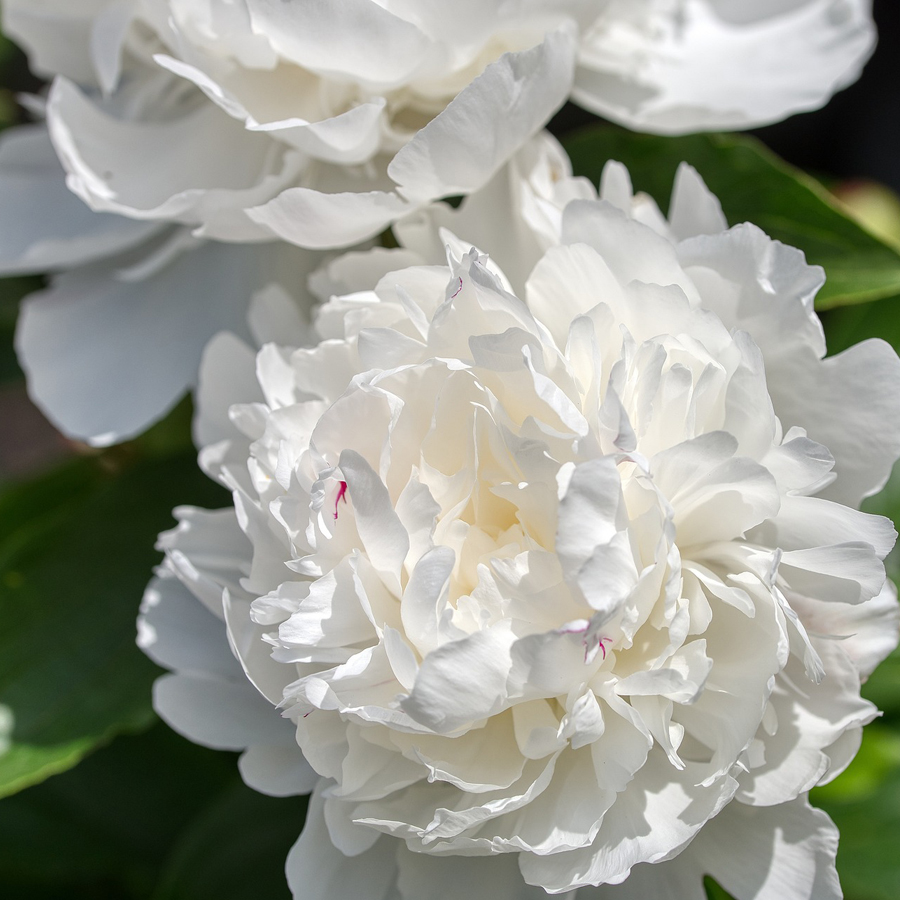 Lágyszárú bazsarózsa fajták Paeonia lactiflora mix