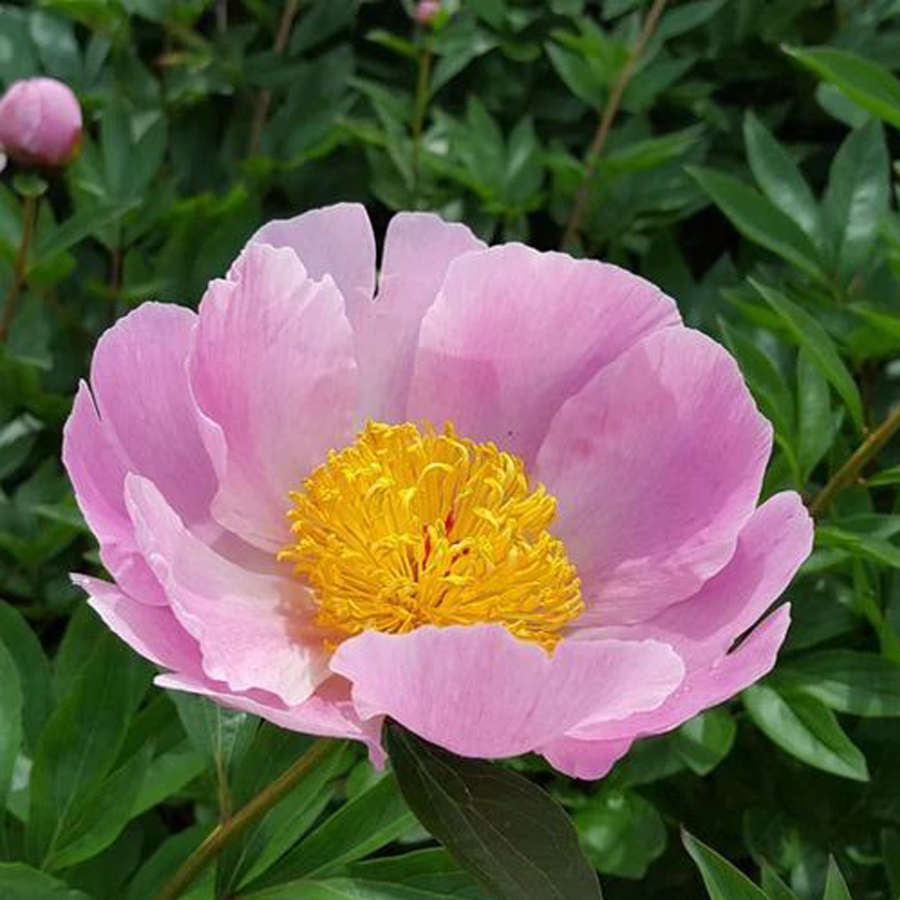 Paeonia lactiflora 'Nymphe' L&aacute;gysz&aacute;r&uacute; bazsar&oacute;zsa