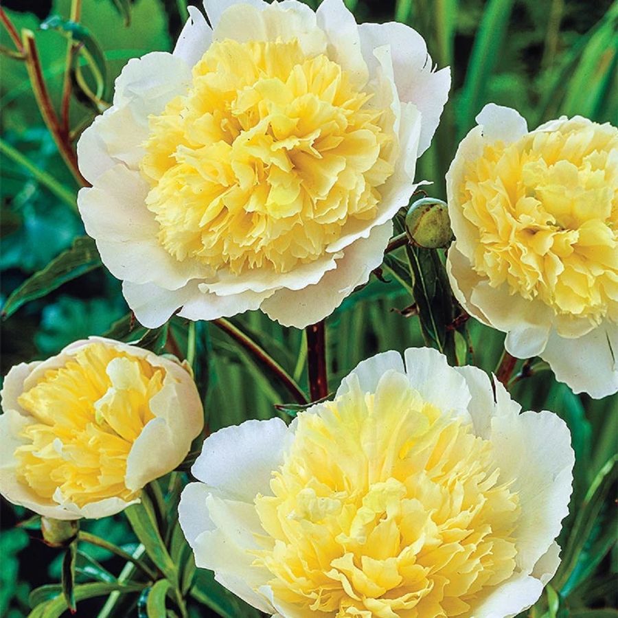 Paeonia lactiflora 'Primavera' L&aacute;gysz&aacute;r&uacute; bazsar&oacute;zsa