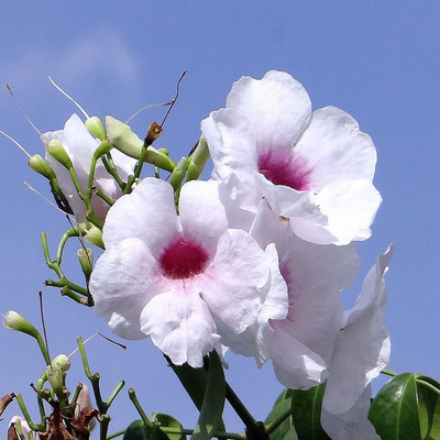 Pandorea jasminoides Ausztrál kuszó jázmin