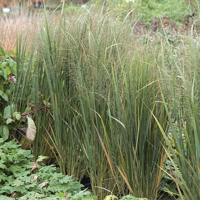 Panicum virgatum 'Prairie Sky' Vesszős köles