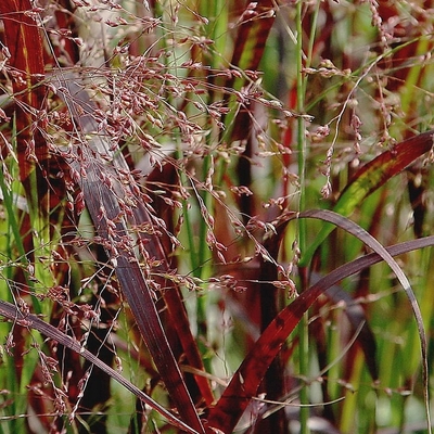 Panicum virgatum 'Cardinal' Vesszős köles