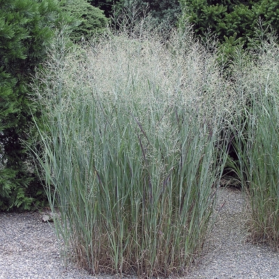 Panicum virgatum 'Heavy Metal' Vesszős k&ouml;les