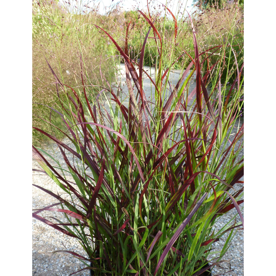 Vesszős k&ouml;les Panicum virgatum 'Oxblood Autumn'