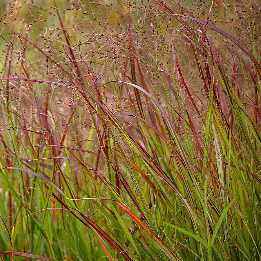 Panicum virgatum 'Oxblood Autumn' Vesszős k&ouml;les