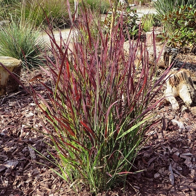 Panicum virgatum 'Sangria' Vesszős köles