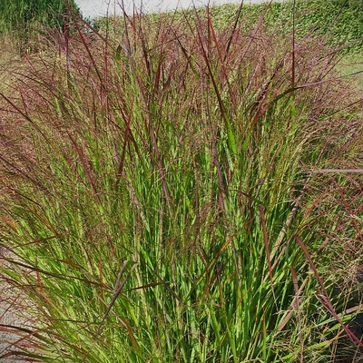 Panicum virgatum 'Squaw' Vesszős köles