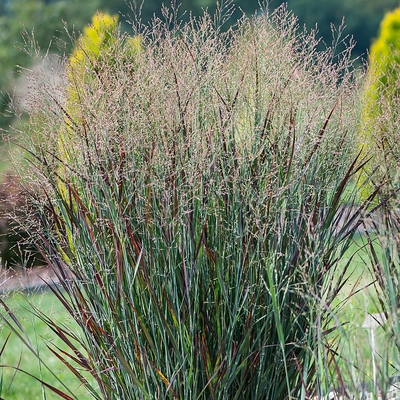 Panicum virgatum 'Nosferatu' Vesszős köles