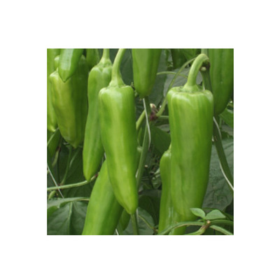 Capsicum annuum 'Óriás Erős' Paprika 'Óriás Erős' - Oltott!