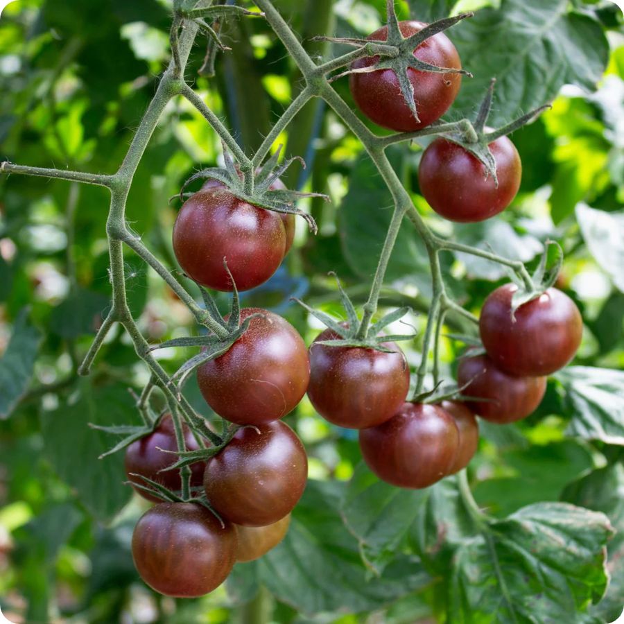 Paradicsom 'Black Cherry' Solanum lycopersicum 'Black Cherry'