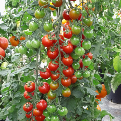 Solanum lycopersicum 'Cherrola' Paradicsom 'Cherrola'