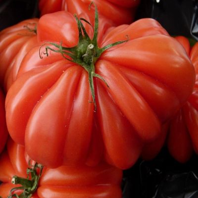 Solanum lycopersicum 'Costoluto Genovese' Paradicsom 'Costoluto Genovese