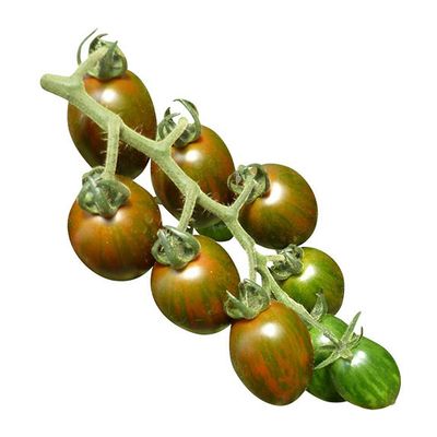 Solanum lycopersicum 'Crispino Plum' Oltott! Paradicsom 'Crispino Plum'