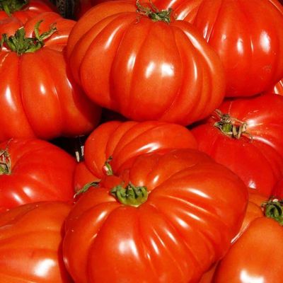 Solanum lycopersicum 'Cuor di Bue Albenga' Oltott Paradicsom Cuor di Bue Albenga