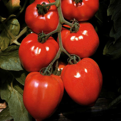 Solanum lycopersicum 'Fleurette' Paradicsom 'Fleurette'