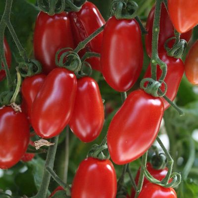 Solanum lycopersicum 'Floridity' Paradicsom 'Floridity'